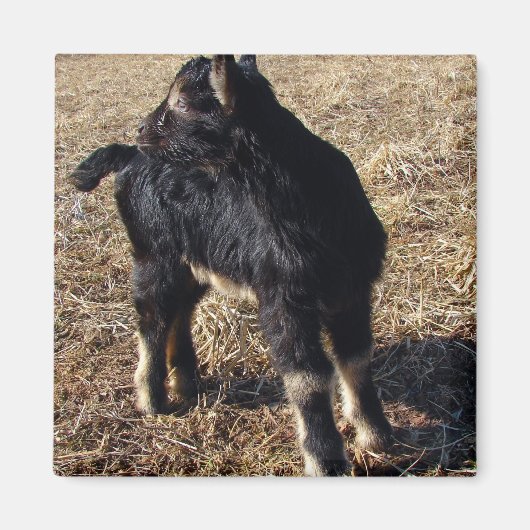 Kind voor zwart en tan magneet (Voorkant)