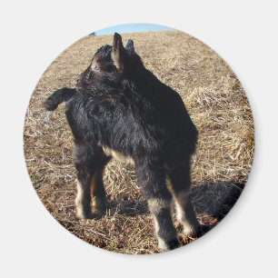 Kind voor zwart en tan magneet