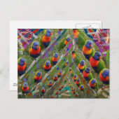 KINDER liefde Papegaaien Briefkaart (Voorkant / Achterkant)