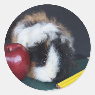 Kinder School Guinee Pig Stickers