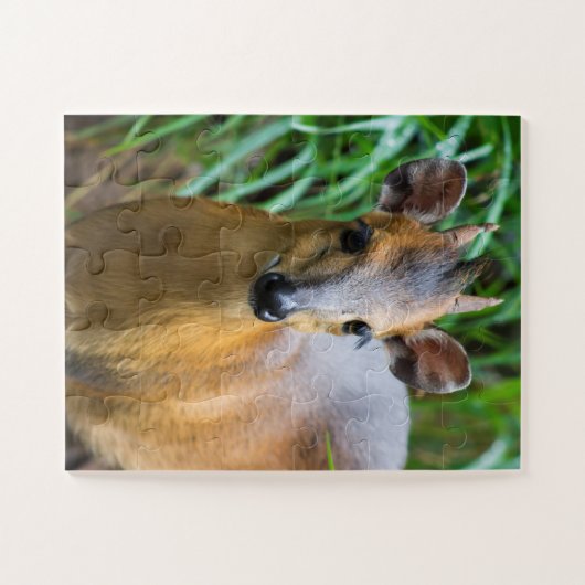 Kinderdierentuin Puzzle Legpuzzel (Horizontaal)