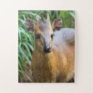 Kinderdierentuin Puzzle Legpuzzel