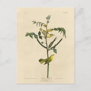 Kinderklooster van de Amerikaanse vogels van Audub Briefkaart