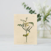 Kinderklooster van de Amerikaanse vogels van Audub Briefkaart (Staand voorkant)