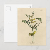 Kinderklooster van de Amerikaanse vogels van Audub Briefkaart (Voorkant / Achterkant)