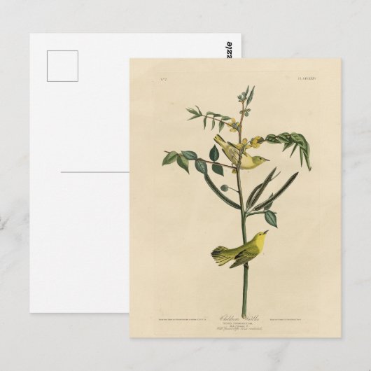 Kinderklooster van de Amerikaanse vogels van Audub Briefkaart (Voorkant / Achterkant)