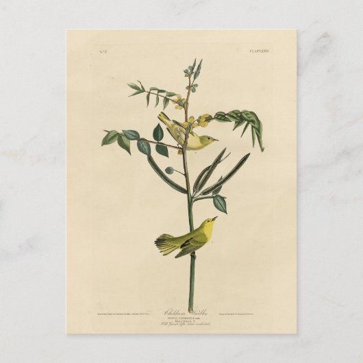 Kinderklooster van de Amerikaanse vogels van Audub Briefkaart (Voorkant)