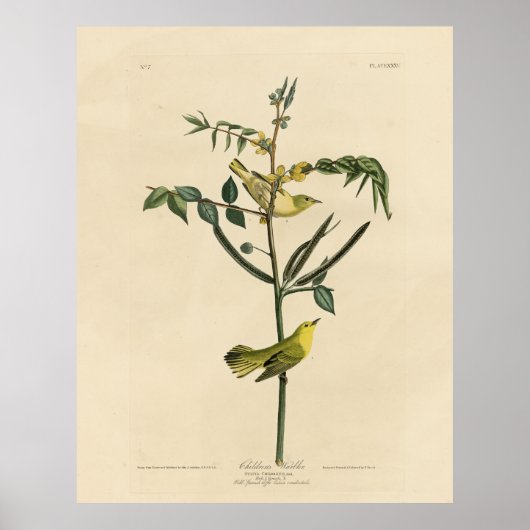 Kinderklooster van de Amerikaanse vogels van Audub Poster (Voorkant)