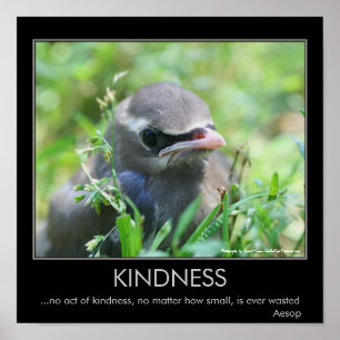 Kindness Baby Bird Inspirerend Quote Poster