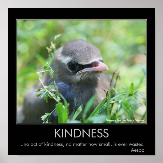 Kindness Baby Bird Inspirerend Quote Poster (Voorkant)