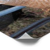 Kindness Oranje Tabby Cat Poster (Hoek)