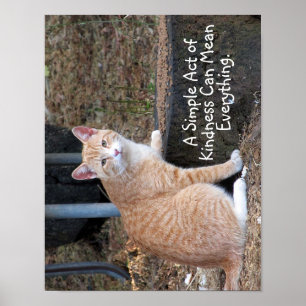 Kindness Oranje Tabby Cat Poster