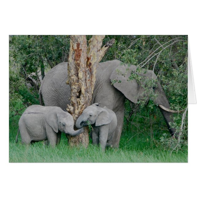 Kindred Spirits (Voorkant Horizontaal)