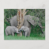 Kindrode gedistilleerde dranken (2) briefkaart (Voorkant)