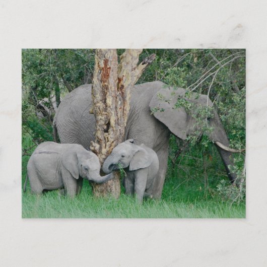 Kindrode gedistilleerde dranken (2) briefkaart (Voorkant)