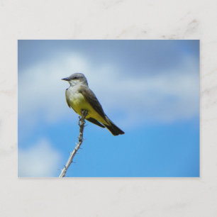 King Bird Briefkaart