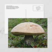 King Boletus Mushroom op Unalaska Island Briefkaart (Voorkant / Achterkant)