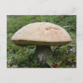 King Boletus Mushroom op Unalaska Island Briefkaart (Voorkant)