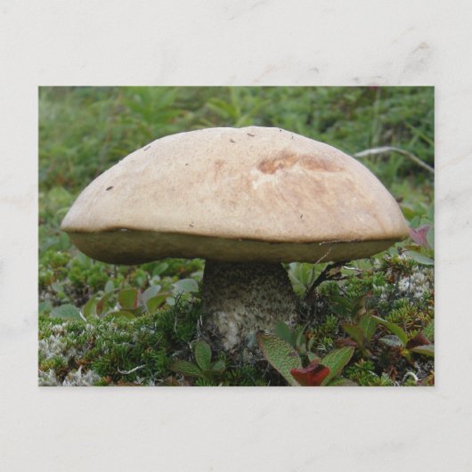 King Boletus Mushroom op Unalaska Island Briefkaart (Voorkant)