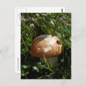 King Boletus Mushroom, Unalaska Island Briefkaart (Voorkant / Achterkant)