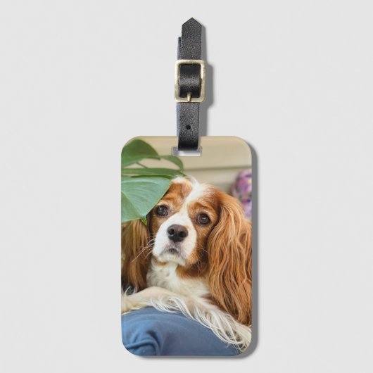 King Charles Cavalier Bagagelabel (Voorkant (verticaal))