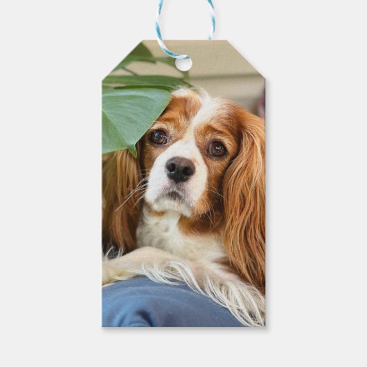 King Charles Cavalier Gift Label Cadeaulabel (Voorkant)