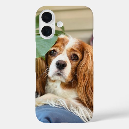 King Charles Cavalier iPhone Case 16 (Achterkant)