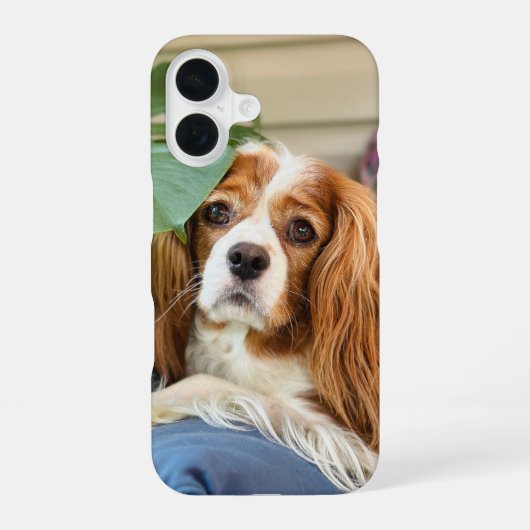 King Charles Cavalier iPhone Hoesje 16 (Achterkant)