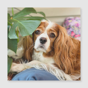 King Charles Cavalier Magnetische Kaart