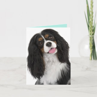 King Charles Cavalier- Note Card Kaart