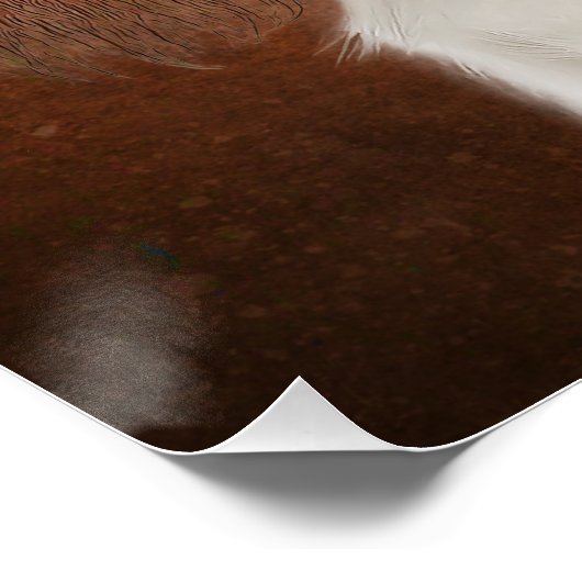 King Charles Cavalier Poster (Hoek)