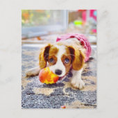King Charles Cavalier Puppy Briefkaart (Voorkant)