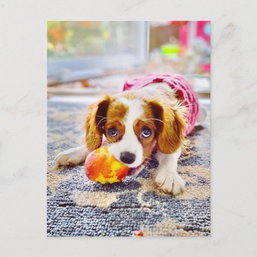 King Charles Cavalier Puppy Briefkaart (Voorkant)