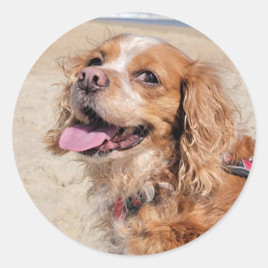 King Charles Cavalier Ronde Sticker (Voorkant)