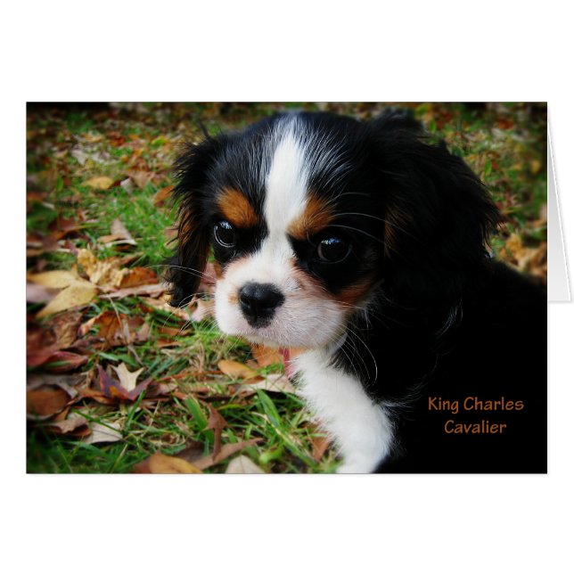 King Charles Cavalier Spaniel (Voorkant Horizontaal)