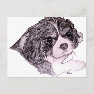 King Charles Cavalier Spaniel Briefkaart