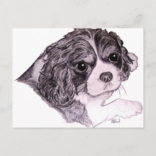 King Charles Cavalier Spaniel Briefkaart (Voorkant)