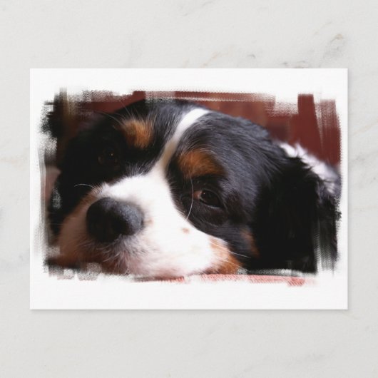 King Charles Cavalier Spaniel Briefkaart (Voorkant)