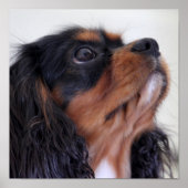 King Charles Cavalier Spaniel Puppy Poster (Voorkant)