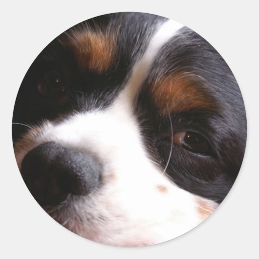 King Charles Cavalier Spaniel Sticker (Voorkant)