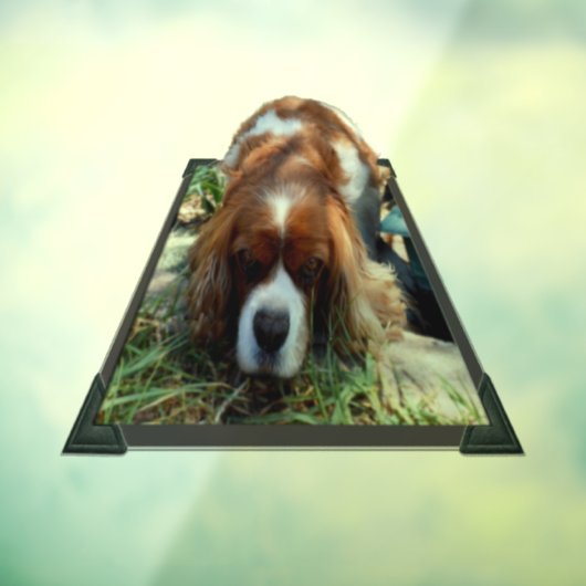 King Charles Cavalier Spaniel, Window Cling Raamsticker (Vel 3)