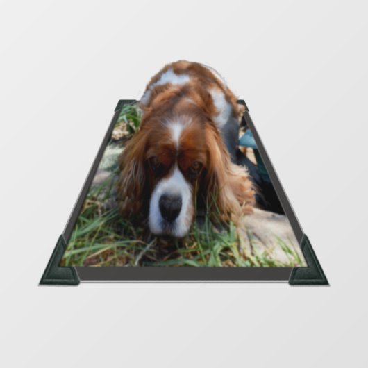 King Charles Cavalier Spaniel, Window Cling Raamsticker (Vel)