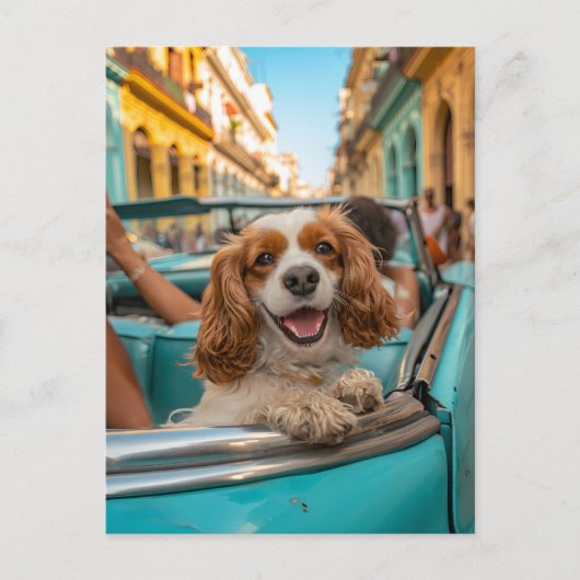 King Charles Cocker Spaniel maakt selfies in Cuba Feestdagenkaart (Voorkant)