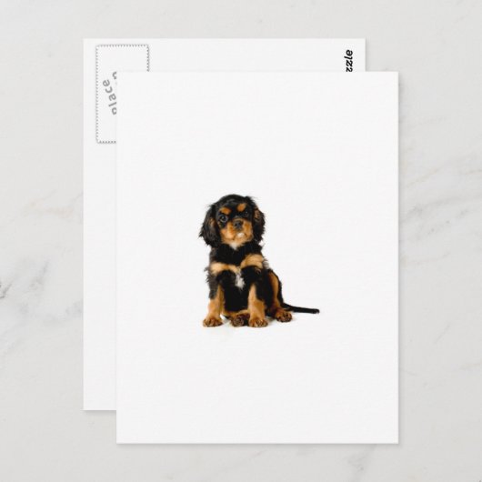King Charles Spaniel Black & Tan Briefkaart (Voorkant / Achterkant)