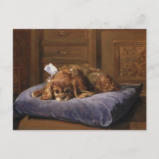 King Charles Spaniel Briefkaart (Voorkant)
