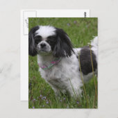 King Charles Spaniel Briefkaart (Voorkant / Achterkant)