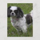 King Charles Spaniel Briefkaart (Voorkant)