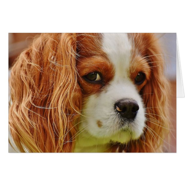King Charles Spaniel Face (Voorkant Horizontaal)