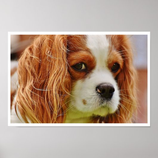 King Charles Spaniel Face Poster (Voorkant)