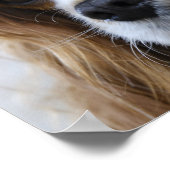 King Charles Spaniel Poster (Hoek)